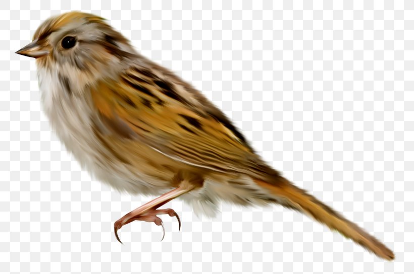 Anadolu University Bird Ischnocera Amblycera Owl, PNG, 800x544px, House Sparrow, Beak, Bird, Computer Graphics, Digital Image Download Free
