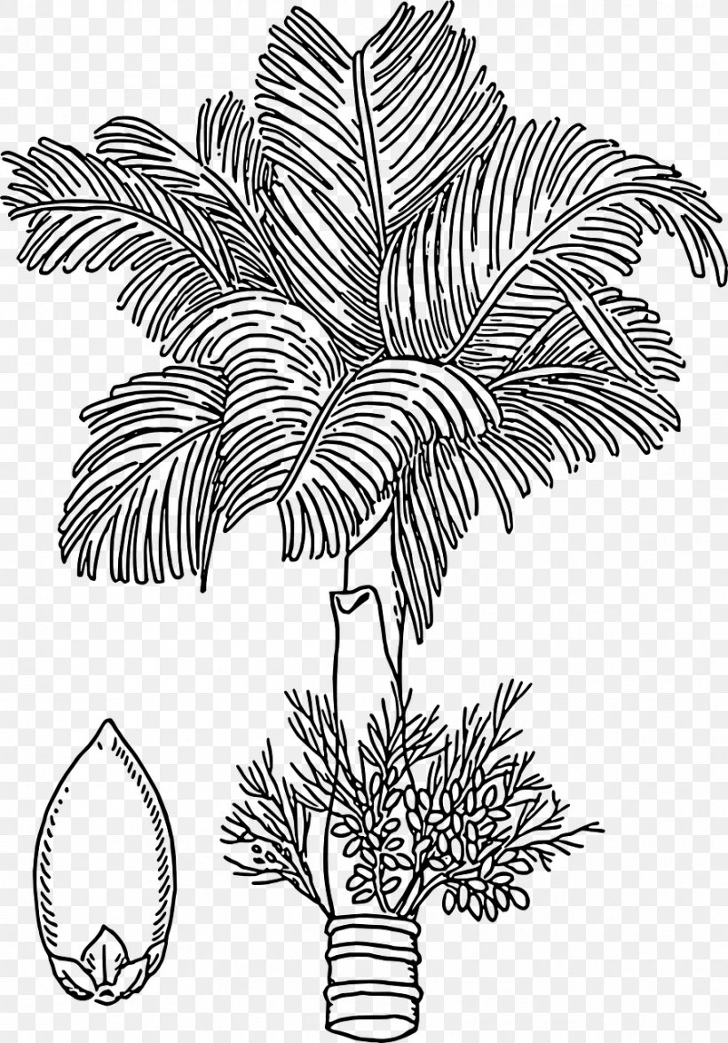 Areca Palm Areca Nut Drawing Arecaceae, PNG, 894x1280px, Areca Palm, Areca Nut, Arecaceae, Betel, Black And White Download Free