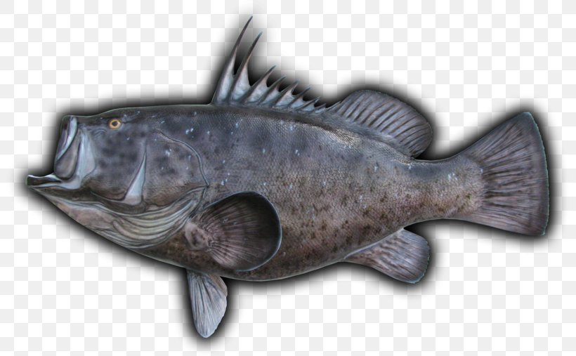 Cod Fish Products 09777 Oily Fish Barramundi, PNG, 800x507px, Cod, Barramundi, Bony Fish, Fish, Fish Products Download Free