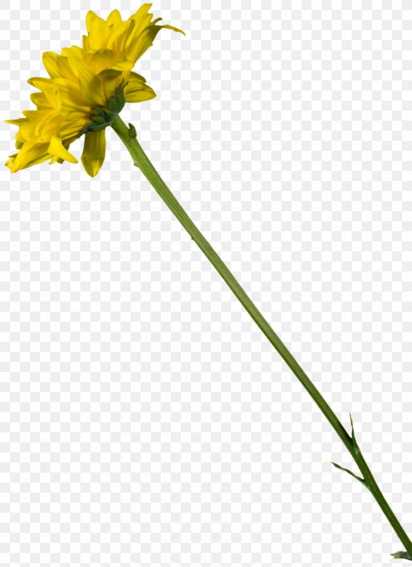 Dandelion Cut Flowers Plant Stem, PNG, 930x1280px, Dandelion, Cut Flowers, Daisy Family, Flora, Flower Download Free