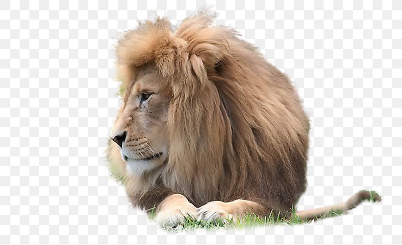 East African Lion Animal Carnivore .de, PNG, 750x501px, East African Lion, Animal, Big Cats, Carnivoran, Carnivore Download Free