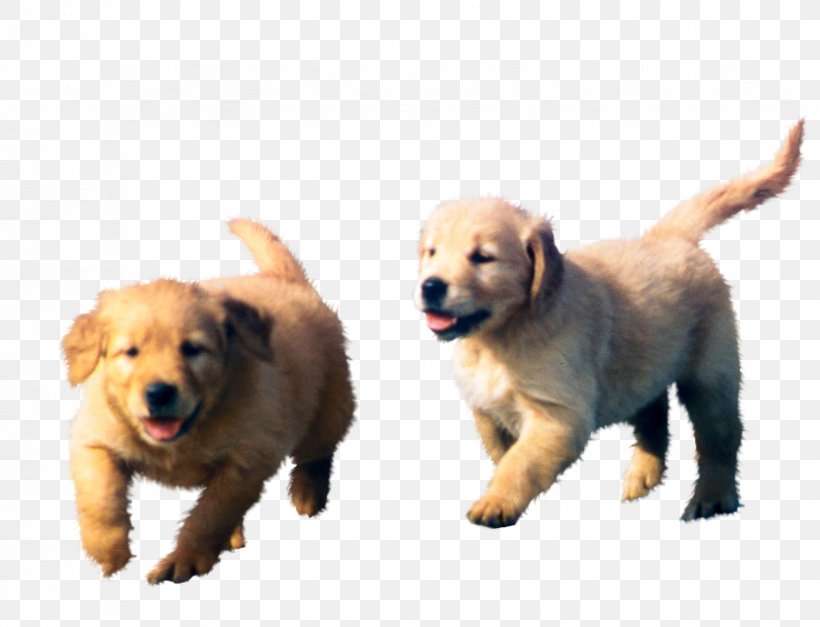 Golden Retriever Labrador Retriever Puppy Dog Breed, PNG, 828x634px, Golden Retriever, Animal, Breed Group Dog, Canidae, Carnivora Download Free