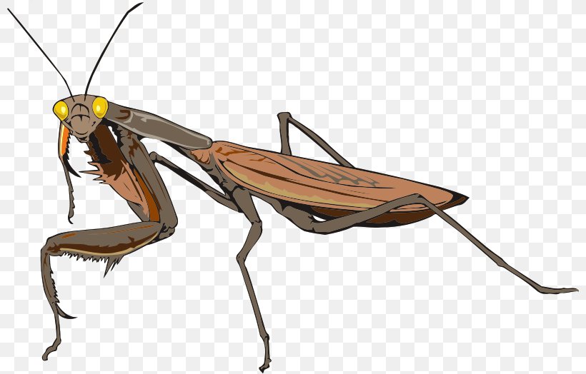 Insect Mantidae Animal Antenna, PNG, 800x524px, Insect, Animal, Antenna, Arthropod, Insecte Vecteur Download Free