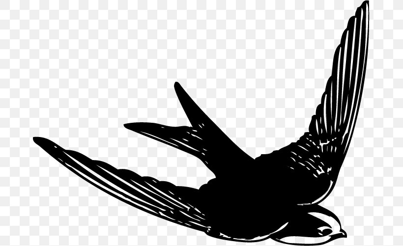 Swallow Beak Feather Eagle Silhouette, PNG, 685x501px, Swallow, Beak, Bird, Bird Of Prey, Black And White Download Free