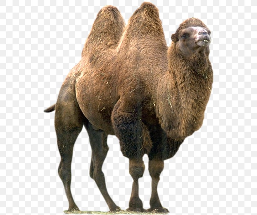 Wild Bactrian Camel Whole Stuffed Camel Dromedary Eye Of A Needle, PNG, 551x685px, Bactrian Camel, Animal, Arabian Camel, Camel, Camel Like Mammal Download Free
