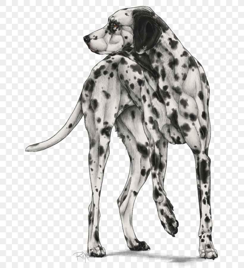 Dalmatian Dog Dog Breed Companion Dog Bulldog Non-sporting Group, PNG, 679x900px, 101 Dalmatians, Dalmatian Dog, Abziehtattoo, Art, Black And White Download Free