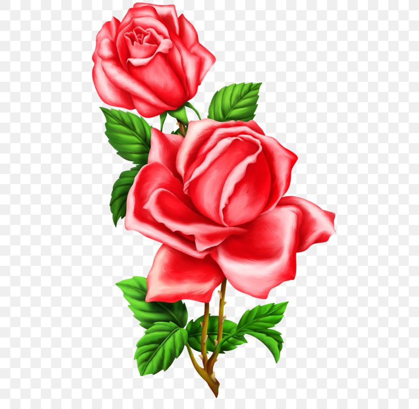 Garden Roses Cabbage Rose Flower Floribunda Clip Art, PNG, 496x800px, Garden Roses, Art, Cabbage Rose, China Rose, Cut Flowers Download Free