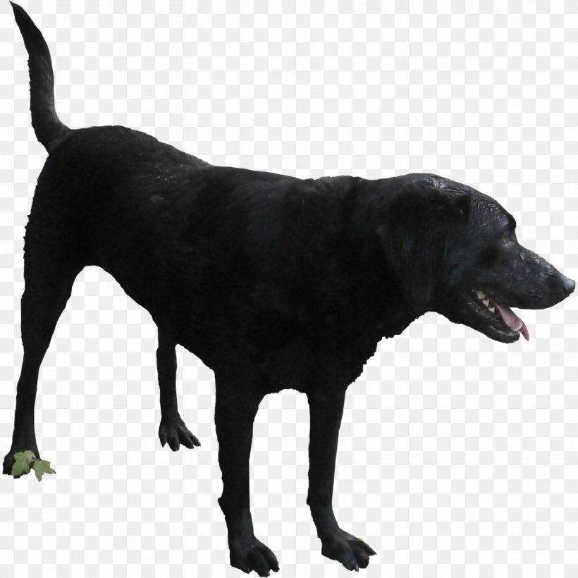 Labrador Retriever Dog Breed Rendering, PNG, 1564x1564px, 2d Computer Graphics, Labrador Retriever, Animal, Architectural Rendering, Architecture Download Free