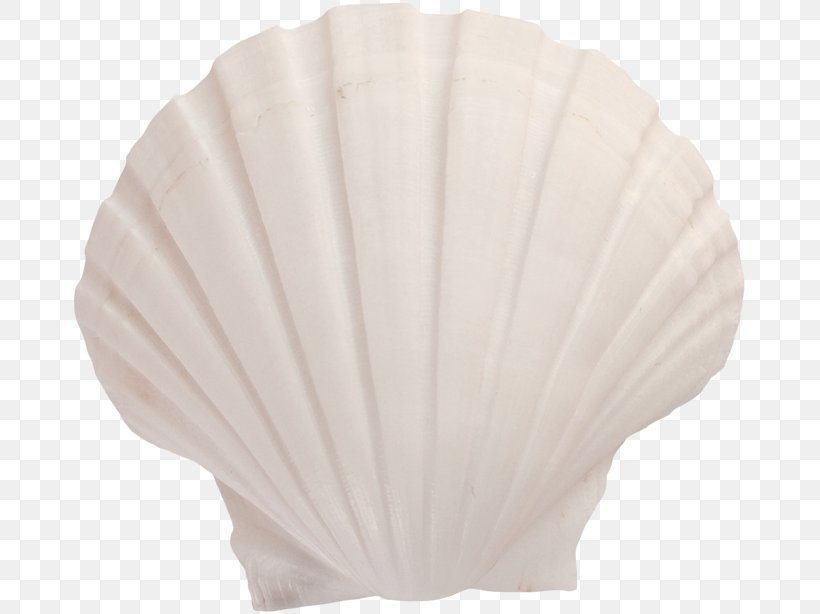 Lighting Seashell, PNG, 675x614px, Lighting, Seashell, White Download Free