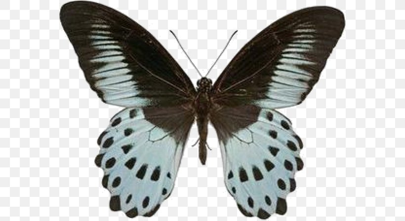 Swallowtail Butterfly Insect Papilio Polymnestor Morpho, PNG, 580x449px, Butterfly, Arthropod, Brush Footed Butterfly, Butterflies And Moths, Butterfly House Download Free