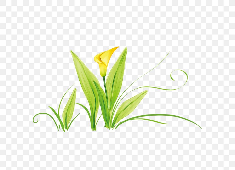 Tulip Computer File, PNG, 591x591px, Tulip, Cut Flowers, Designer, Flora, Floral Design Download Free