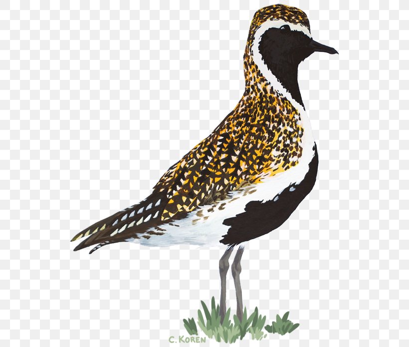European Golden Plover Shorebirds Grey Plover, PNG, 555x695px, European Golden Plover, Animal, Beak, Bird, Cuculiformes Download Free