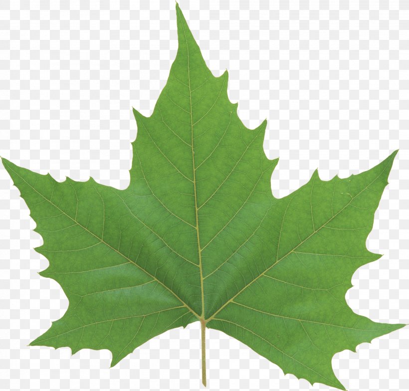 Leaf Look At Leaves Green, PNG, 2016x1929px, Look At Leaves, Autumn Leaf Color, Green, Leaf, Maple Leaf Download Free