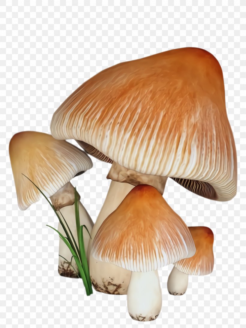 Mushroom Edible Mushroom Agaricaceae Agaricus Agaricomycetes, PNG, 1732x2308px, Mushroom, Agaricaceae, Agaricomycetes, Agaricus, Edible Mushroom Download Free