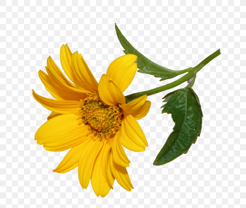 Sunflower, PNG, 700x692px, Flower, Calendula, Daisy Family, Euryops Pectinatus, Jerusalem Artichoke Download Free