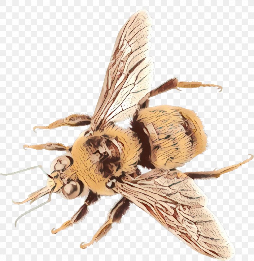 Bee Cartoon, PNG, 1258x1291px, Bee, Black Fly, Blowflies, Bumblebee, Carpenter Bee Download Free