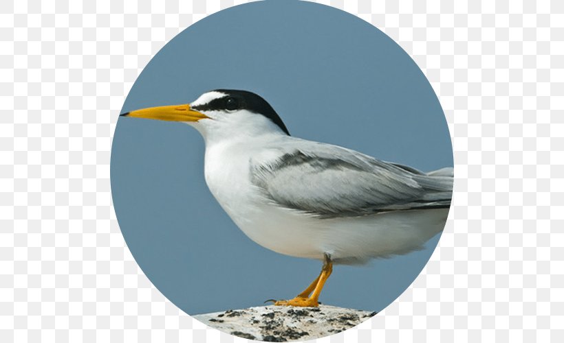 Gulls Seabird Least Tern Peruvian Tern, PNG, 500x500px, Gulls, Barn Swallow, Beak, Bird, Bird Migration Download Free