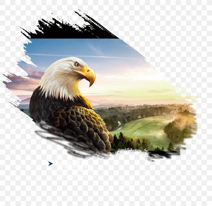 Investment Fund Web Banner Finance, PNG, 3438x3354px, Investment, Accipitriformes, Advertising, Bald Eagle, Banner Download Free