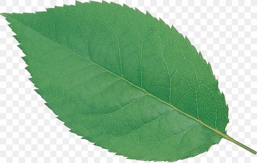 Plant Green Leaf, PNG, 1466x928px, Plant, Green, Leaf Download Free
