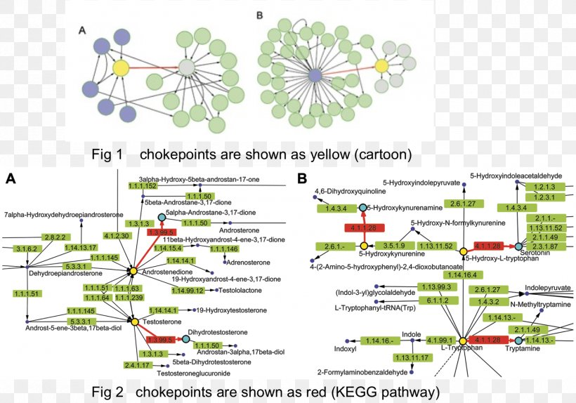 Tree Diagram Line Point, PNG, 1500x1051px, Tree, Area, Diagram, Flora, Organism Download Free