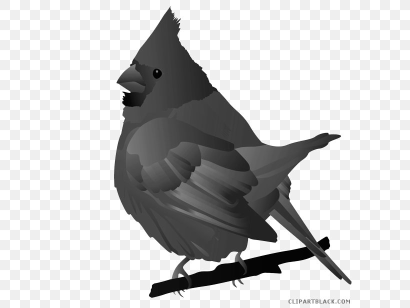 Clip Art Drawing Northern Cardinal Image St. Louis Cardinals, PNG, 600x616px, Drawing, Beak, Bird, Black And White, Cardinal Download Free