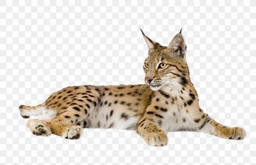 Eurasian Lynx Bobcat Felidae Wildcat Cougar, PNG, 1280x823px, Eurasian Lynx, Animal, Bobcat, Caracal, Carnivoran Download Free