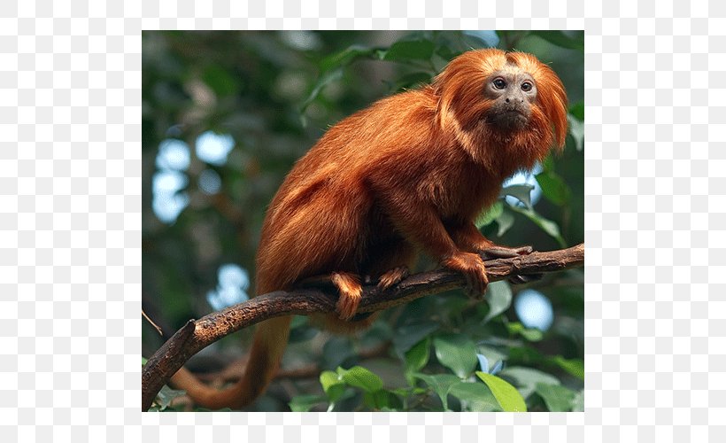 Macaque Golden Lion Tamarin New World Monkeys Primate, PNG, 500x500px, Macaque, Animal, Callitrichidae, Cercopithecidae, Fauna Download Free