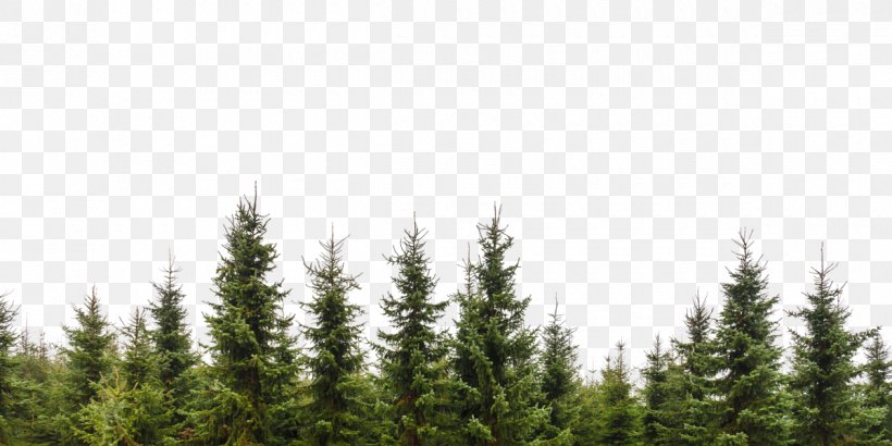 Tree Evergreen Conifers Forest Branch, PNG, 1200x600px, Tree, Biome, Branch, Color, Conifer Download Free