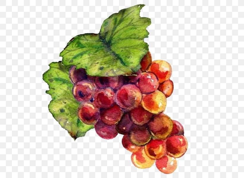 Wine Grape Drawing Raceme Painting, PNG, 545x600px, Wine, Art, Cartoon, Diet Food, Drawing Download Free