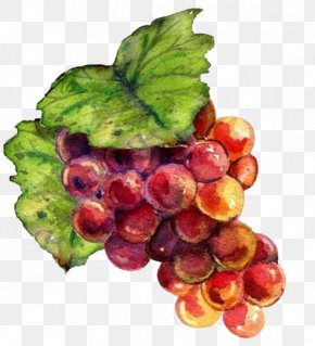 Hand-painted Grapes - Wine Grape Drawing Raceme Painting PNG