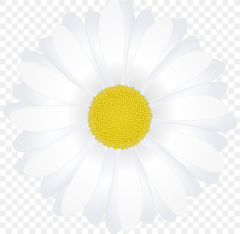 Common Daisy Oxeye Daisy Chrysanthemum Transvaal Daisy Wallpaper, PNG, 800x800px, Common Daisy, Chrysanthemum, Chrysanths, Closeup, Computer Download Free