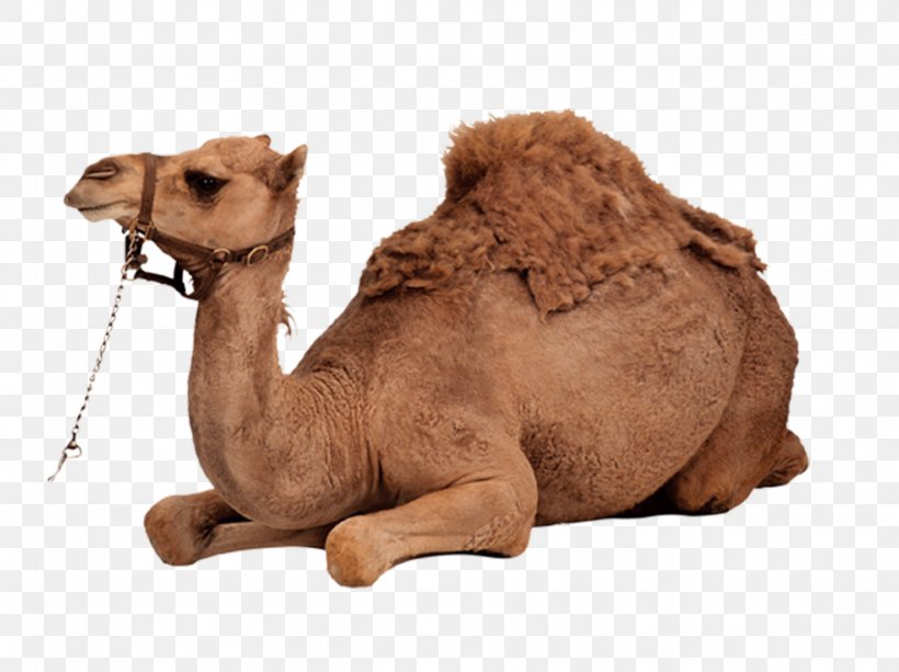 Dromedary Bactrian Camel, PNG, 1772x1325px, Dromedary, Arabian Camel, Bactrian Camel, Camel, Camel Like Mammal Download Free