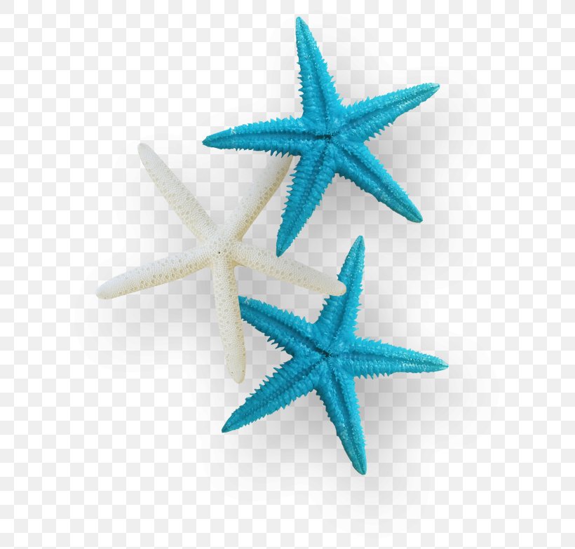 Starfish Sea Clip Art, PNG, 635x783px, Starfish, Echinoderm, Invertebrate, Marine Invertebrates, Sea Download Free