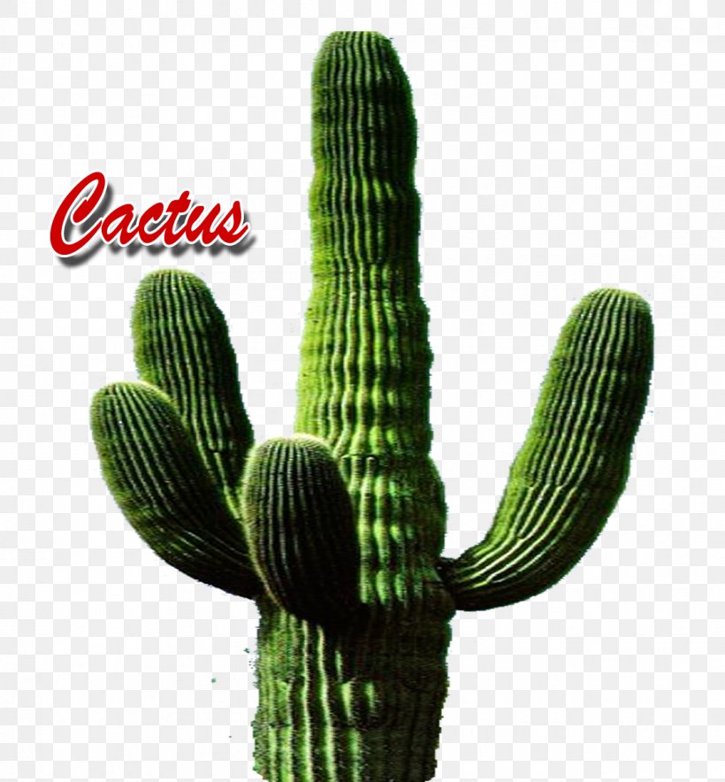 Triangle Cactus Image Name, PNG, 1112x1200px, Cactus, Acanthocereus, Acanthocereus Tetragonus, Caryophyllales, Display Resolution Download Free