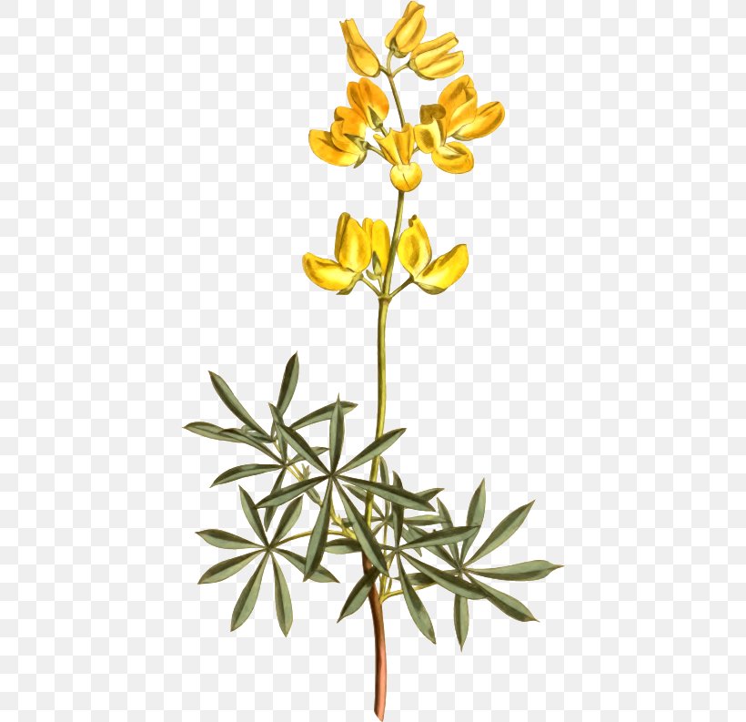 Yellow Bush Lupine Legumes Clip Art Lupinus Excubitus Openclipart, PNG, 422x793px, Legumes, Branch, Cut Flowers, Flora, Flower Download Free