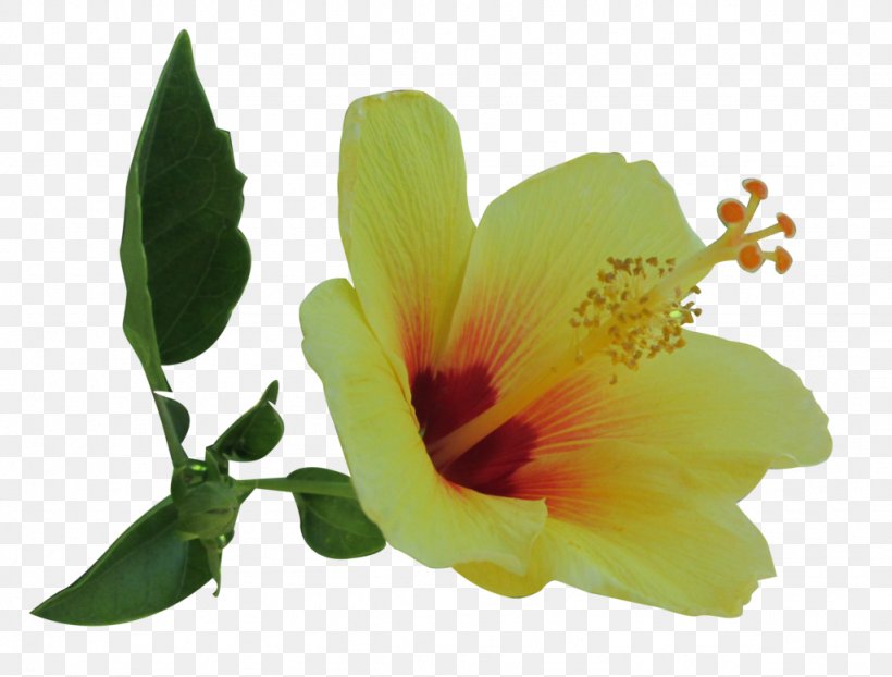 Yellow Hibiscus Plant Common Hibiscus, PNG, 1024x777px, Yellow Hibiscus, Alstroemeriaceae, Animation, Common Hibiscus, Deviantart Download Free