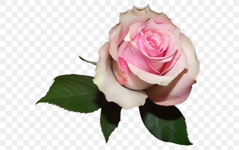 Centifolia Roses Flower Desktop Wallpaper, PNG, 600x515px, Centifolia Roses, Blue Rose, Color, Cut Flowers, Floral Design Download Free