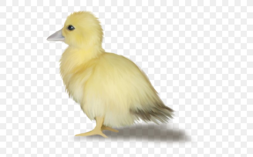 Duck Goose Easter Egg, PNG, 600x510px, Duck, Animal, Beak, Bird, Blog Download Free