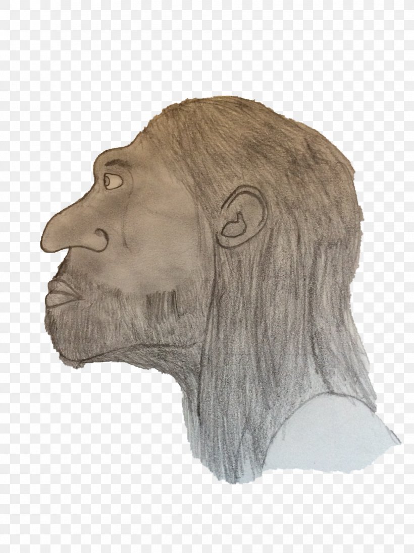 Gorilla Homo Sapiens Forehead Snout Drawing, PNG, 1936x2592px, Gorilla, Big Cats, Carnivoran, Drawing, Face Download Free