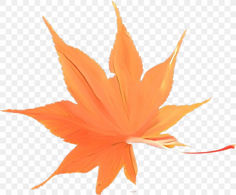 Maple Leaf, PNG, 1000x830px, Cartoon, Flower, Flowering Plant, Leaf, Maple Leaf Download Free