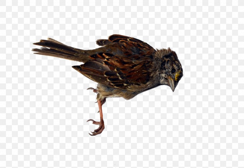 Beak Bird Of Prey, PNG, 1077x741px, Beak, Bird, Bird Of Prey, Fauna Download Free