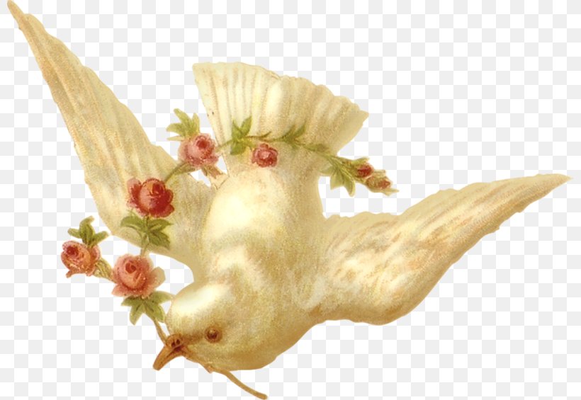 Columbidae Doves As Symbols Peace Bird, PNG, 800x565px, Columbidae, Angel, Animaatio, Animated Film, Beak Download Free