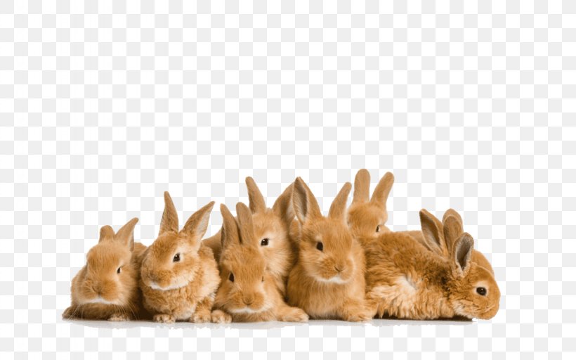 Easter Bunny Domestic Rabbit Angora Rabbit, PNG, 1280x800px, Easter Bunny, Angora Rabbit, Breed, Domestic Rabbit, Dwarf Rabbit Download Free