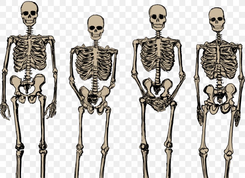 Human Skeleton Bone, PNG, 921x671px, Skeleton, Bone, Homo Sapiens, Human, Human Skeleton Download Free