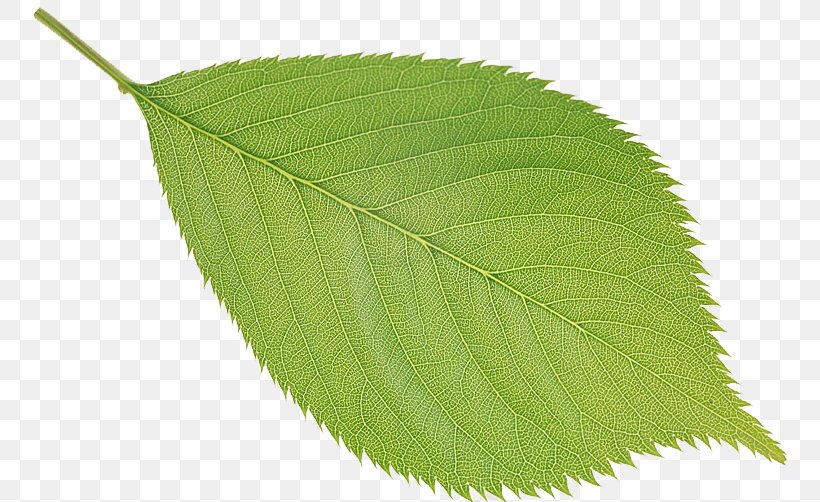 Leaf Tree, PNG, 756x502px, Leaf, Green, Plant, Tree Download Free