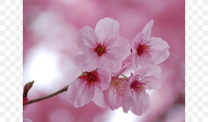 Prunus Serrulata Japan National Cherry Blossom Festival, PNG, 640x480px, Prunus Serrulata, Apples, Blossom, Branch, Cerasus Download Free