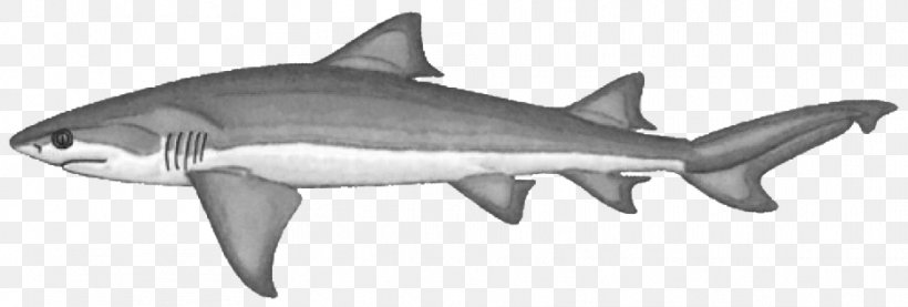 Tiger Shark Lemon Shark Clip Art Bignose Shark Bluntnose Sixgill Shark, PNG, 934x316px, Tiger Shark, Animal, Animal Figure, Bignose Shark, Black And White Download Free