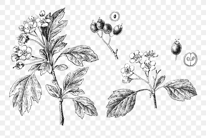 Twig Sketch Flower Plant Stem Fruit, PNG, 800x550px, Twig, Art, Blackandwhite, Botany, Drawing Download Free