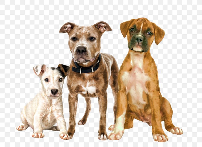 American Pit Bull Terrier Dog Breed Animal, PNG, 700x600px, American Pit Bull Terrier, Animal, Bull Terrier, Carnivoran, Companion Dog Download Free