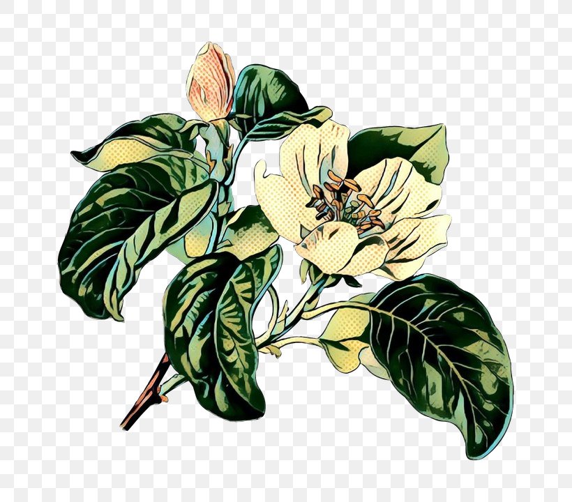 Magnolia Tree, PNG, 785x720px, Medicinal Plants, Alismatales, Anthurium, Drawing, Flower Download Free